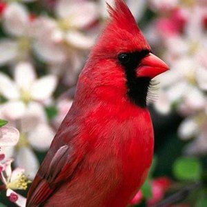 GIFTS****Red Cardinal Closet!